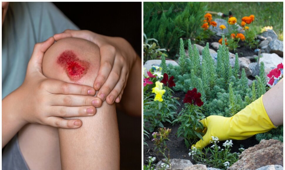 Stablige užsikrėsti galima ir darže, ir patyrus menką traumą
