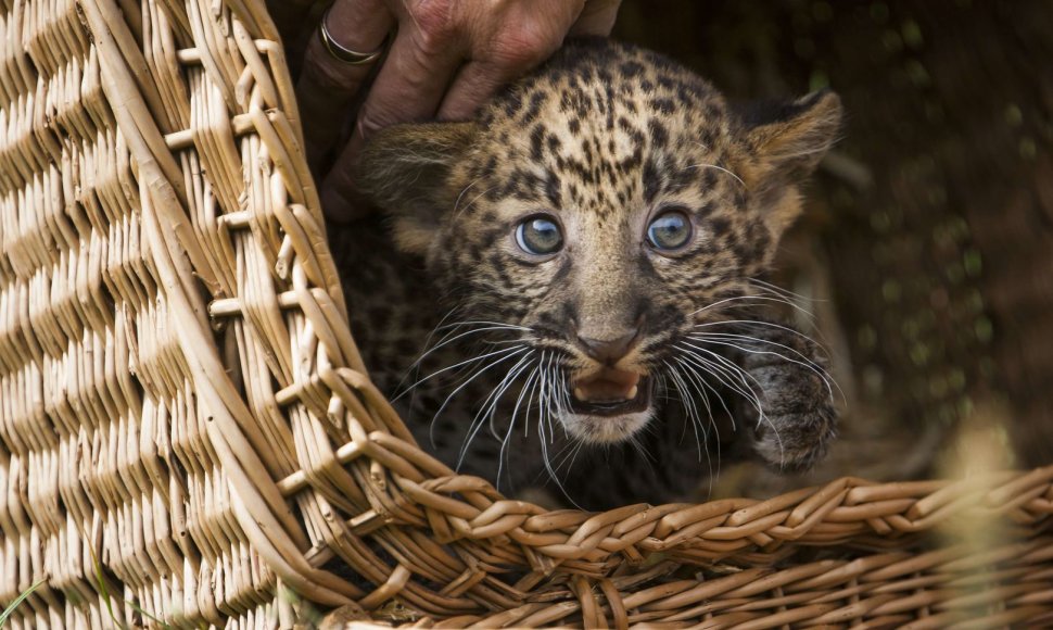 Leopardo jauniklis 