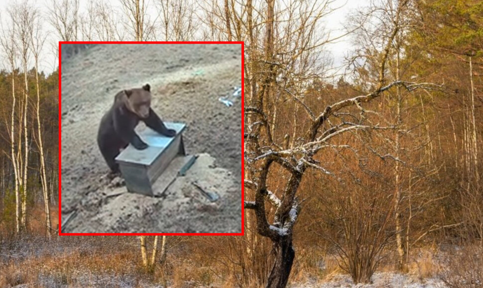 Šimonių girioje užfiksuota meška
