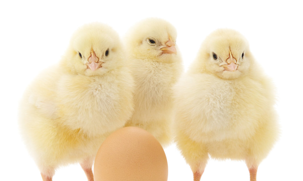 Kas atsirado pirmiau - višta ar kiaušinis?