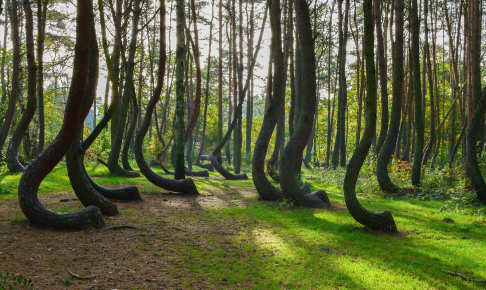 Kreivasis miškas Lenkijoje