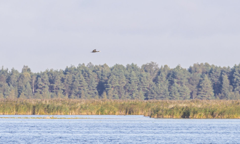 Į Žuvinto biosferos rezervatą ateina ruduo. Žuvinto ežeras