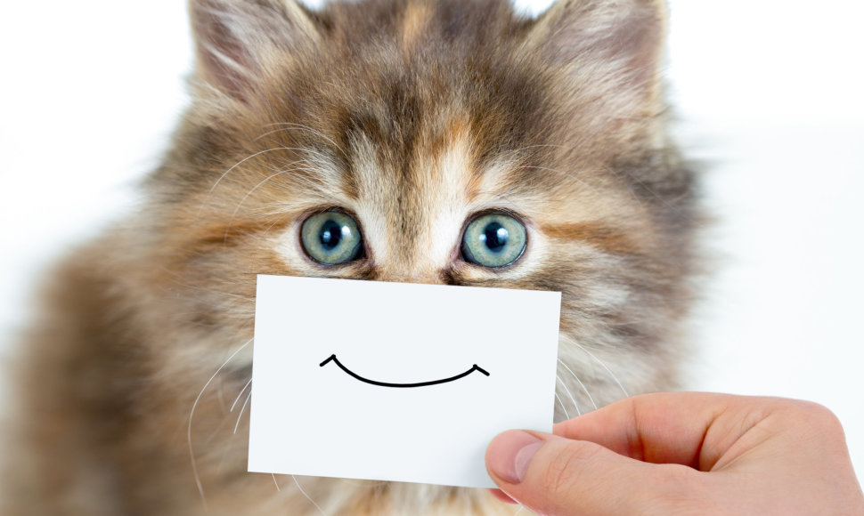 Kačiukas su šypsena