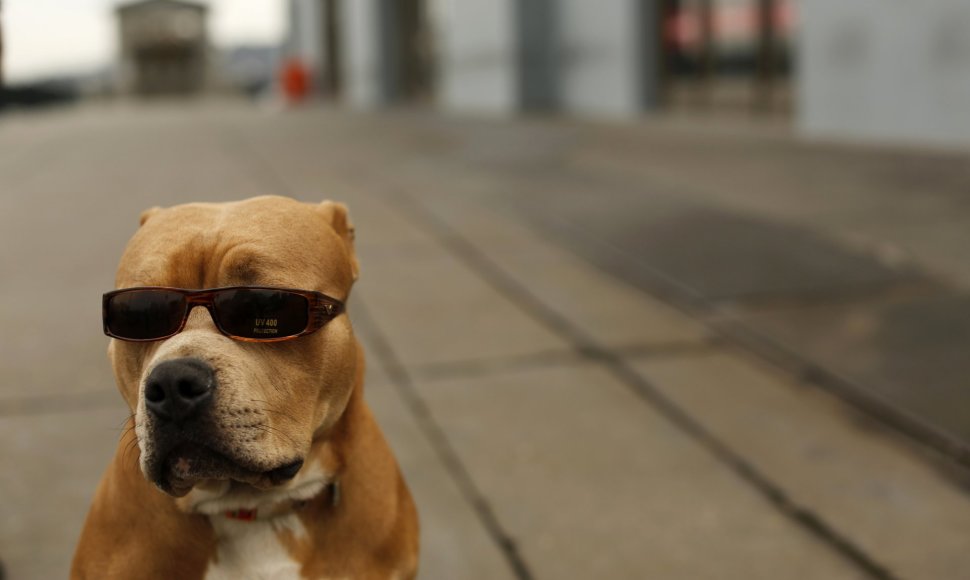 Pitbulių veislės šuo su akiniais nuo saulės San Franciske