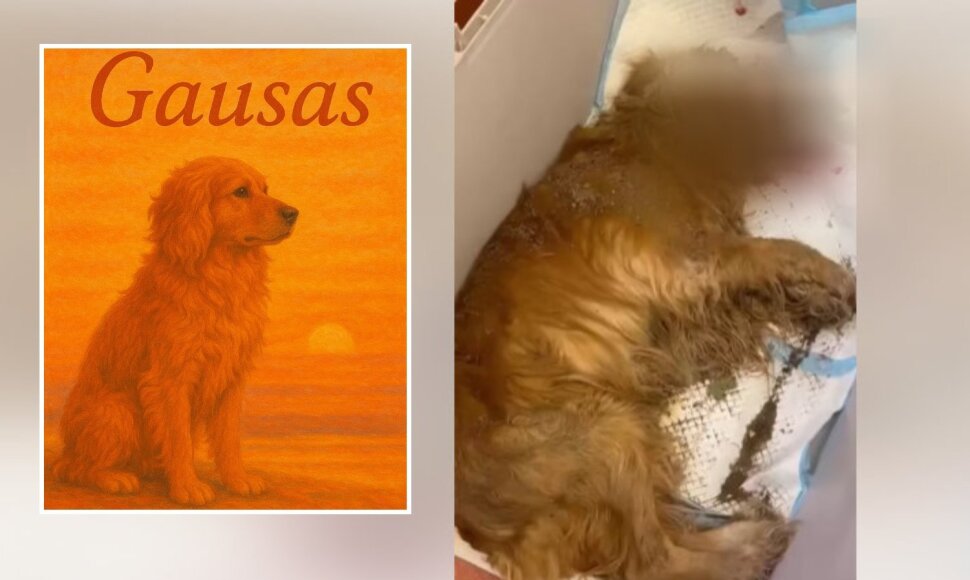 I&scaron;gelbėtas &scaron;uo Gausas