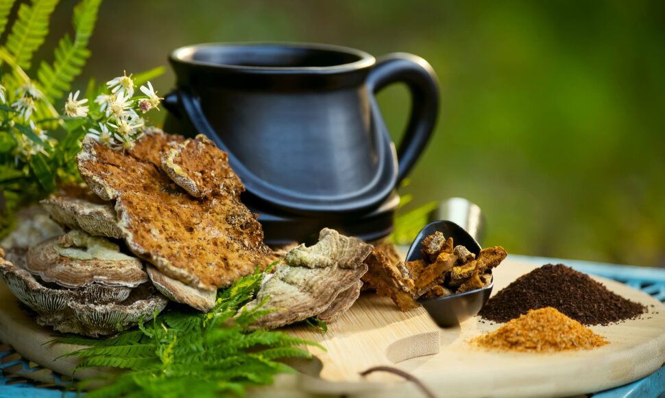Chaga grybas