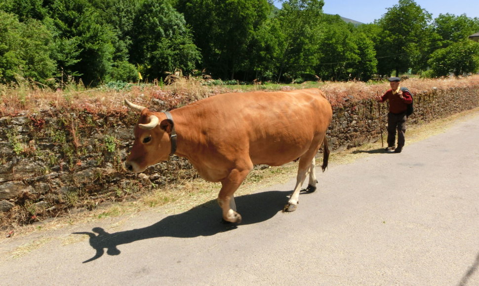 Galisijoje dažnas pakeleivis – karvės 