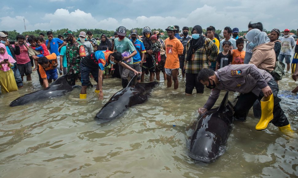 Indonezijoje nugaišo dešimtys ant seklumos užplaukusių delfinų