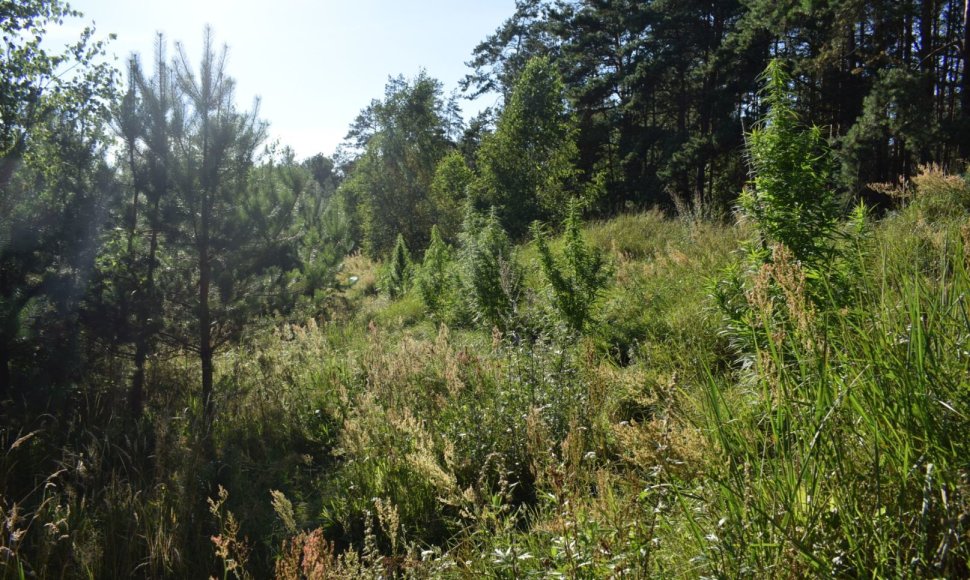 Miškelyje šalia Druskininkų aptikta kanapių augavietė