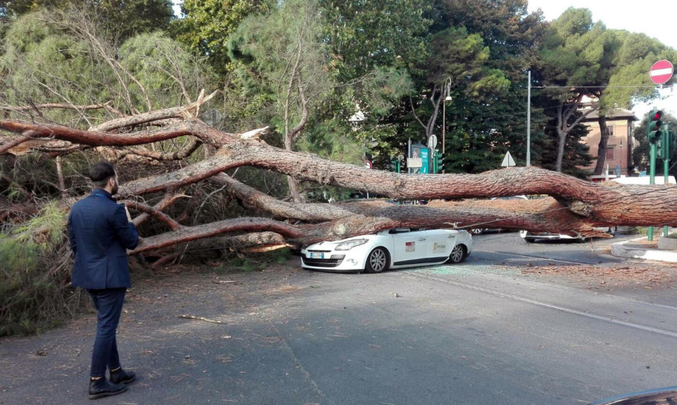 Romoje ant taksi automobilio užvirto pušis