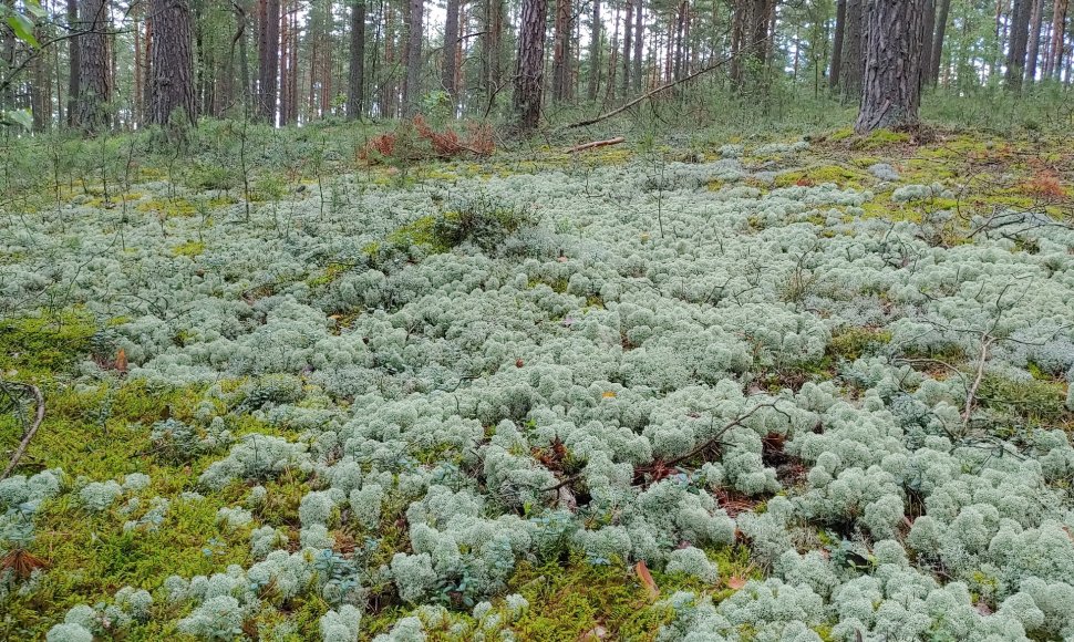 Kerpinių pušynų buveinė