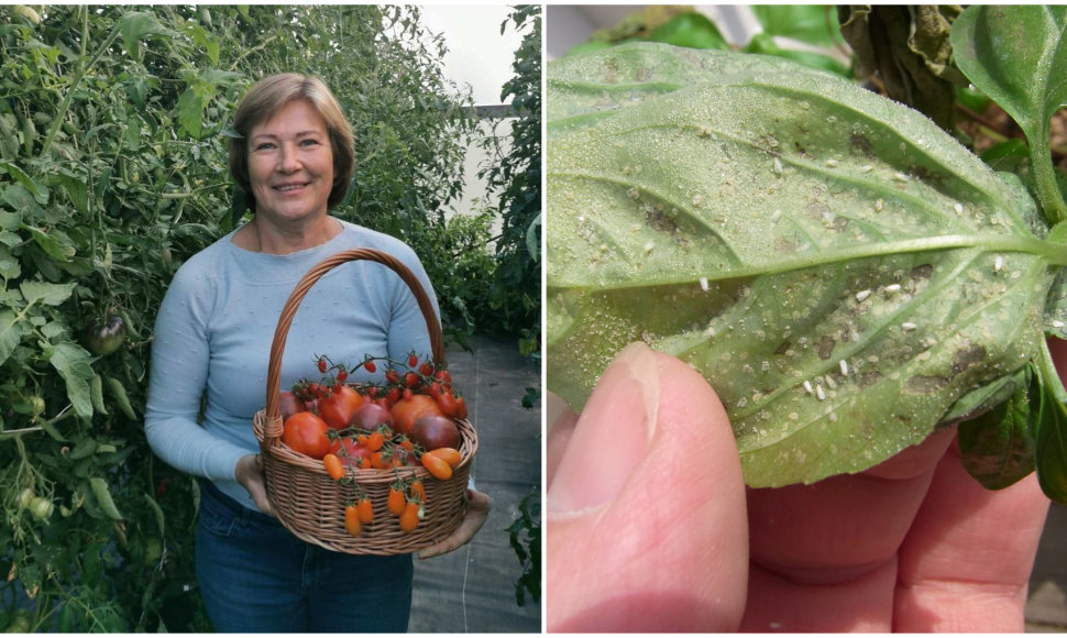 Pomidorų augintoja Vilija Juškevičienė dalinasi patarimai, kaip atsikratyti baltasparnių