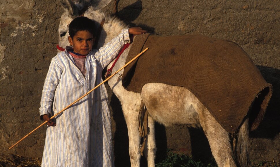 Vaikas Egipto turguje
