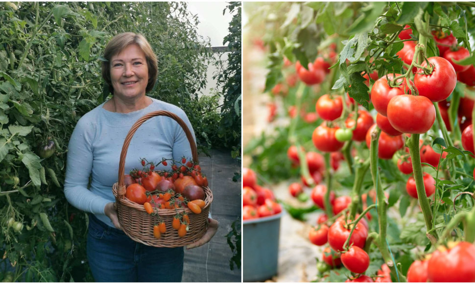 Pomidorų augintoja Vilija Juškevičienė