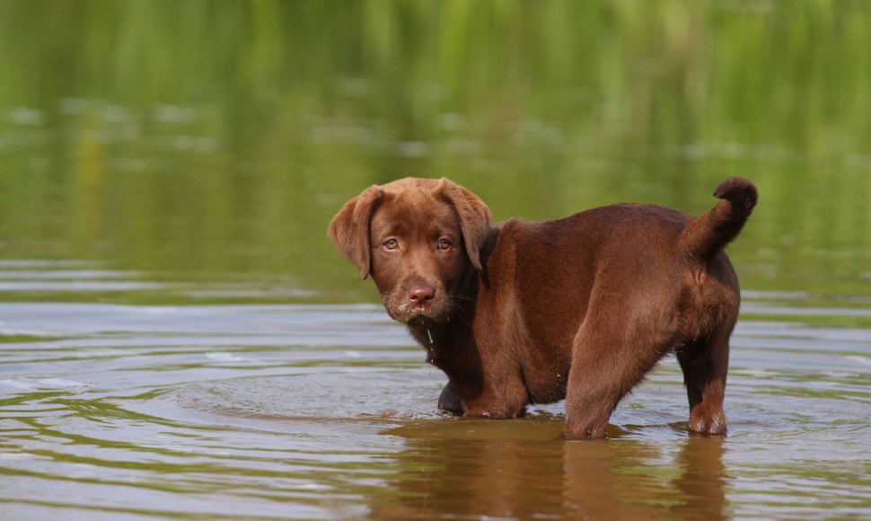 Labradoro retriveris