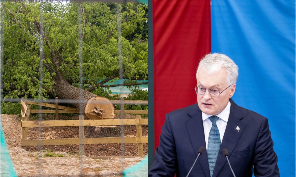 Nukirstas ąžuolas