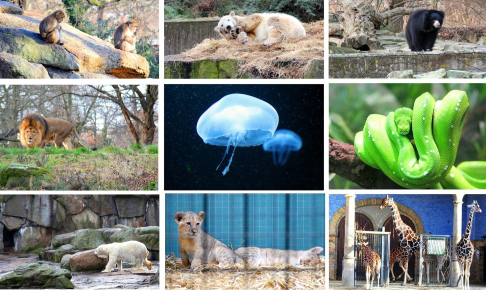 Berlyno zoologijos sode – daugybė įdomių gyvūnų