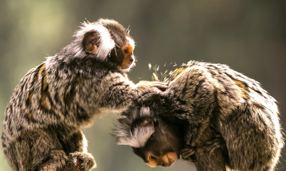 Spalis „Zoopark“ – išskirtinės pramogos ir nemokamos ekskursijos