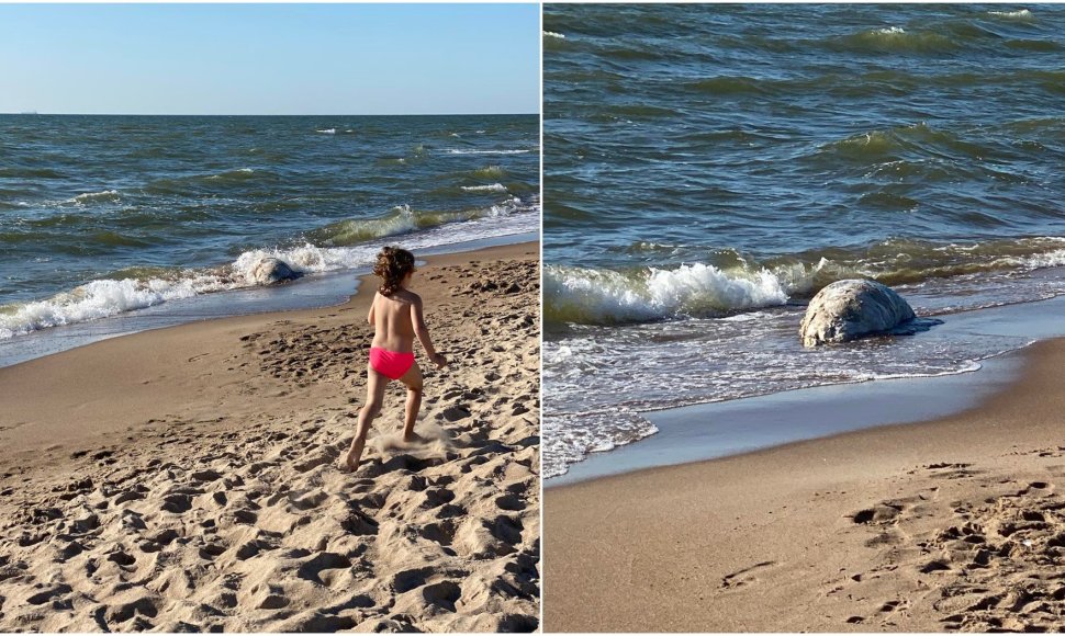 Palangos pliaže rastas kritęs ruonis