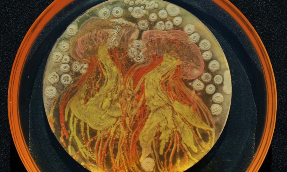Mokslininkų iš mikroorganizmų užauginti meno kūriniai