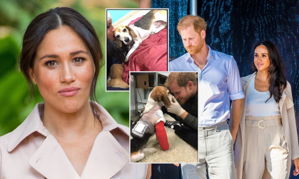 Meghan Markle, Princas Harry, augintinis Guy'us