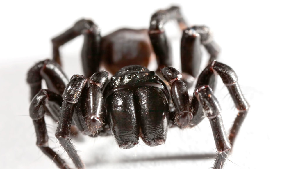 2. Atrax robustus – Australijos piltuvėltinklis voras