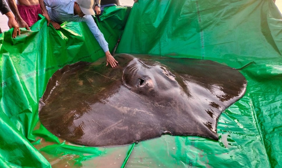 Mekongo upėje Kambodžoje sugauta 300 kg sverianti raja tapo didžiausia pasaulyje gėlavandene žuvimi