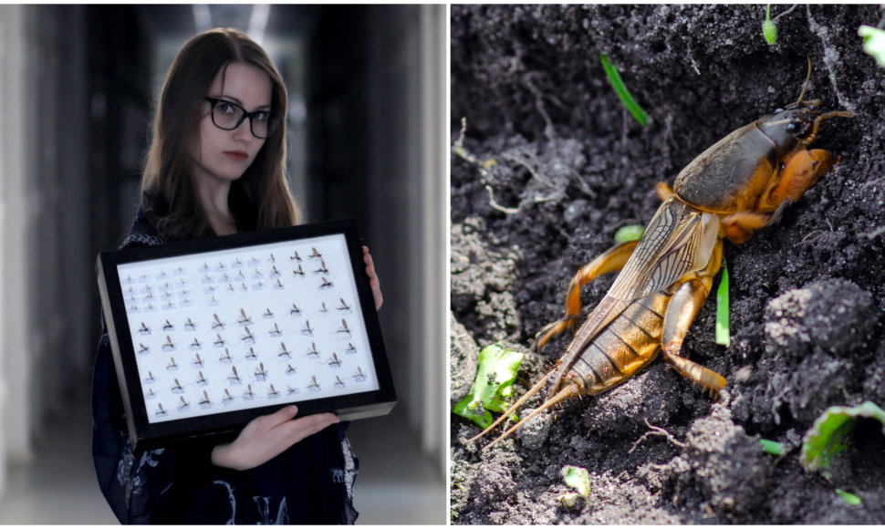 Entomologė Radvilė Markevičiūtė