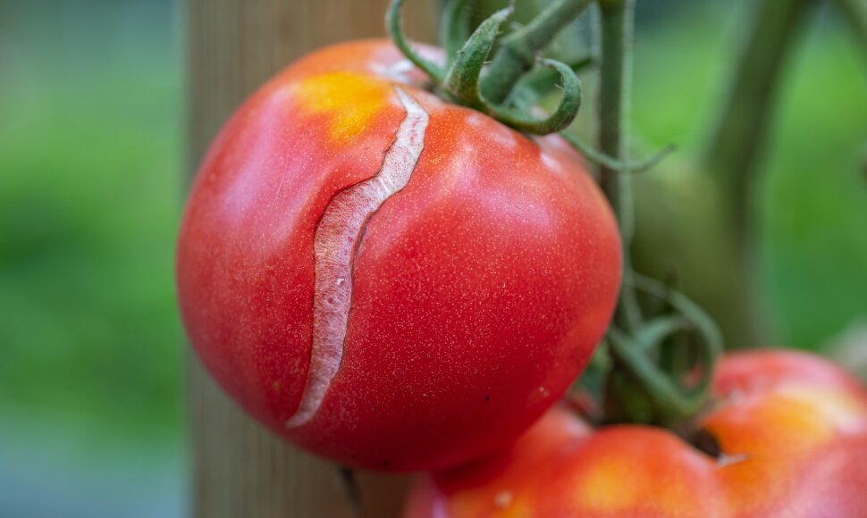 Įtrūkę pomidorai