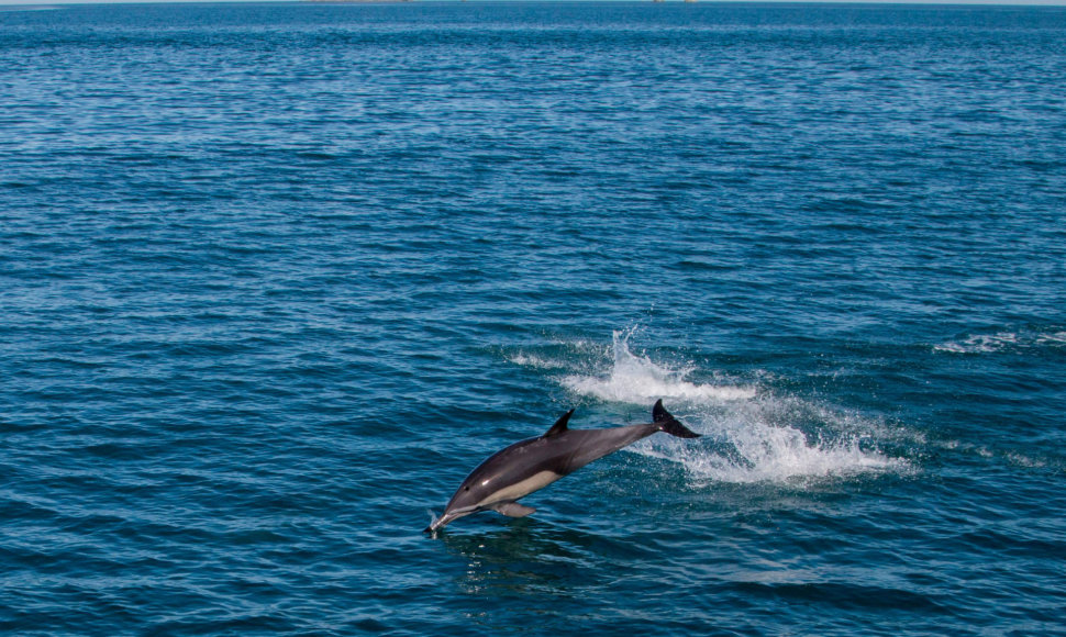 Kalifornijos jūrų kiaulė (Phocoena sinus) – mažiausias pasaulyje delfinas