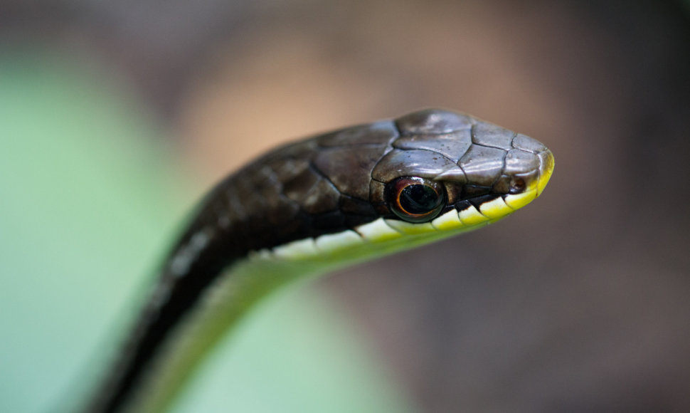 Gyvatė, Madagaskaras