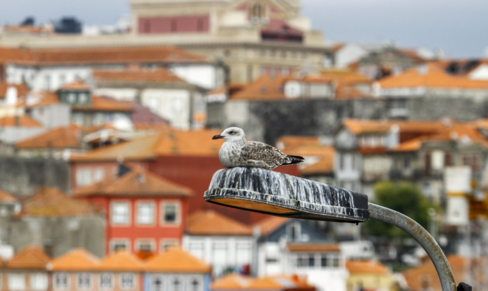 Ruduo Portugalijoje, Porto mieste