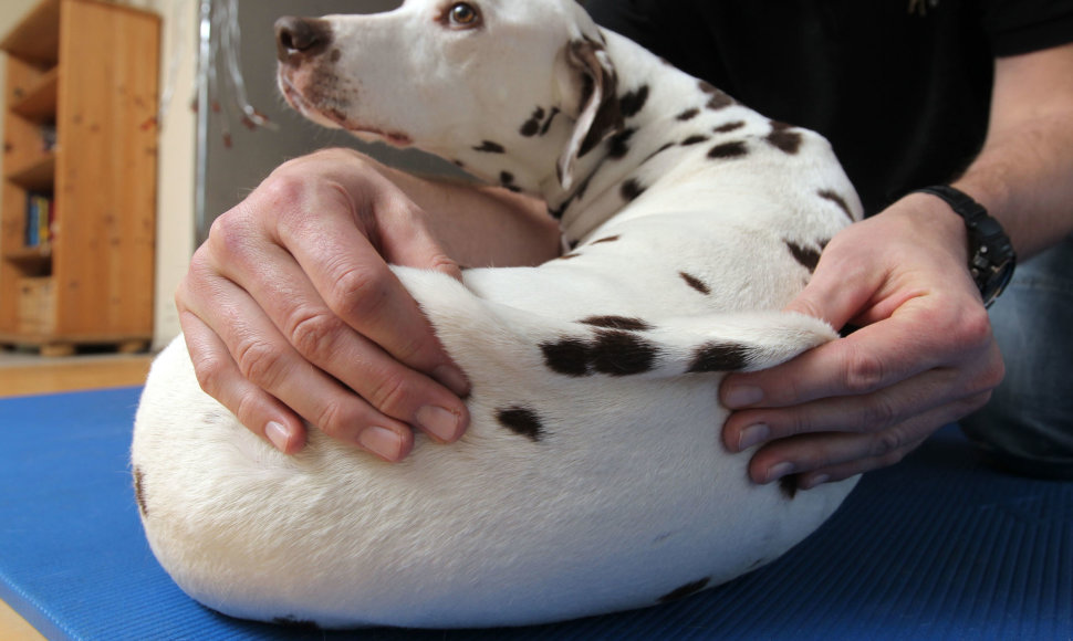 Šuniui atliekamas masažas