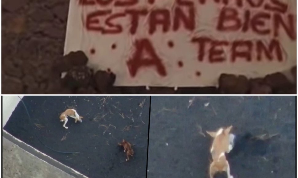 „A komanda“ paslaptingos operacijos metu išgelbėjo La Palmoje lavos apsuptus šunis