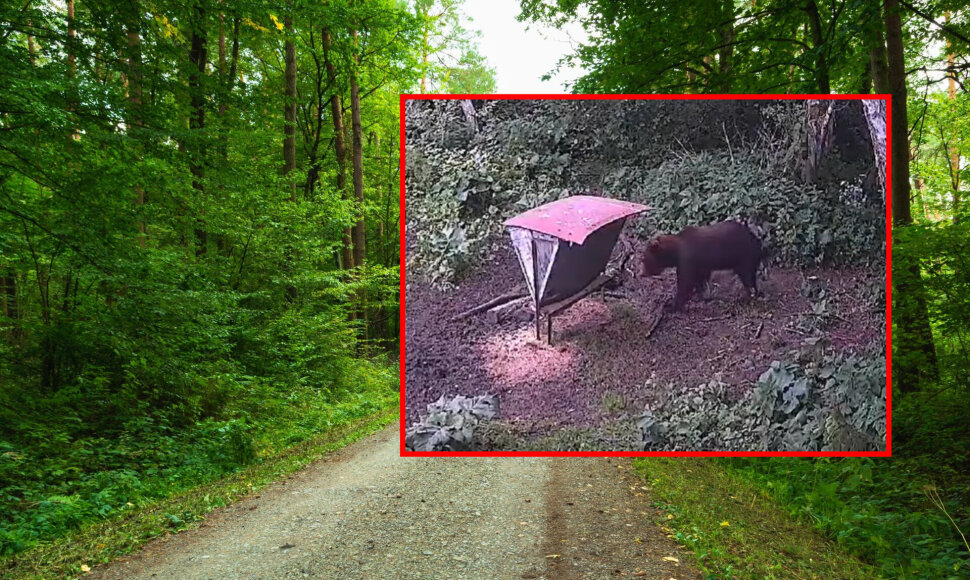 Meška pasirodė Kaišiadorių rajone