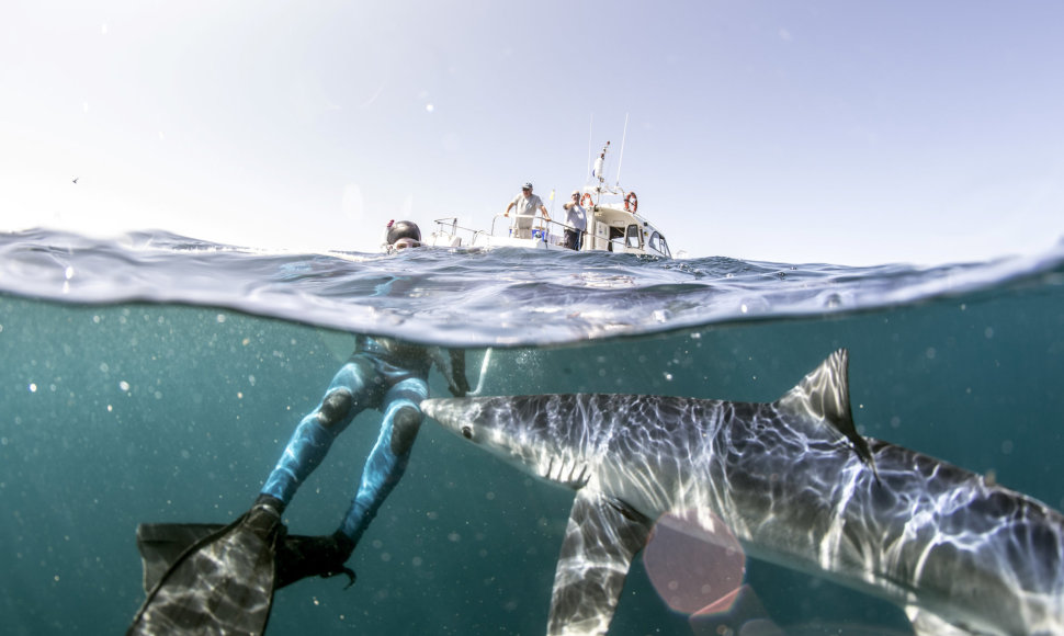 Plaukiojimas su mėlynaisiais rykliais prie Kornvalio krantų