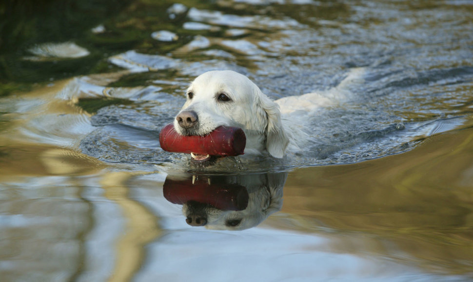 Šuo plaukia