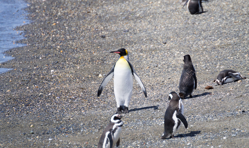 Martilo salos pingvinai