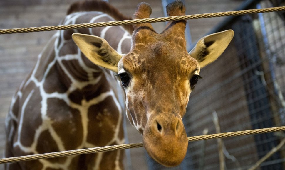 Kopenhagos zoologijos sodo žirafa Marius