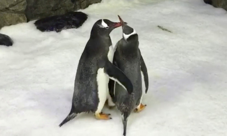 Pingvinų pora Sfenas ir Medžikas