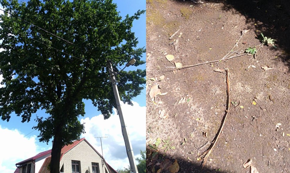 Tauragėje į medį trenkė žaibas, galėjo supleškėti namai