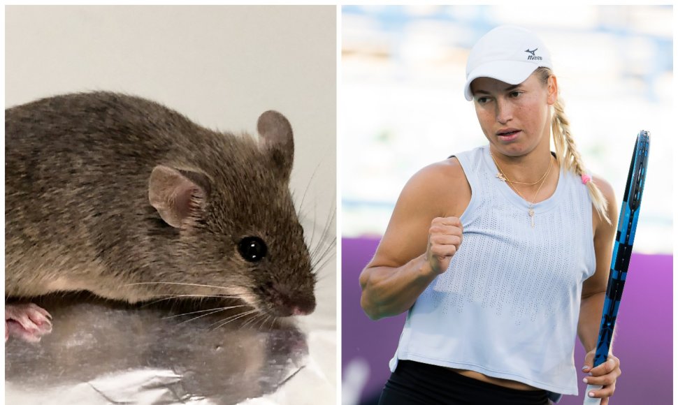 Tenisininkams liepta nemaitinti pelių