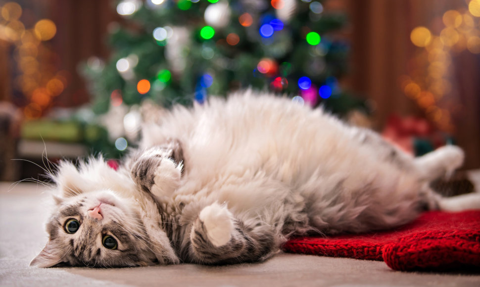 Kodėl katės taip mėgsta kalėdines eglutes?