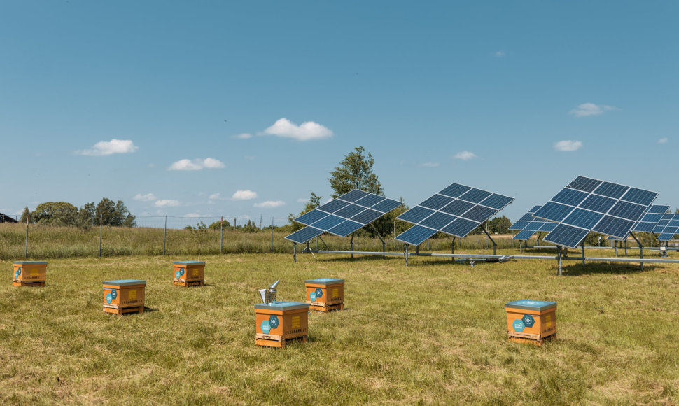 Beehives and solar plants