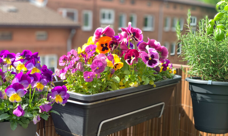 Gėlės balkone