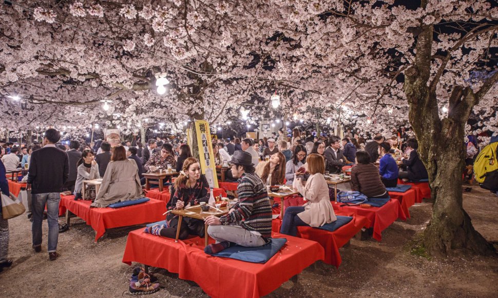 Kiote žydinčios sakuros sutraukia minias japonų ir turistų