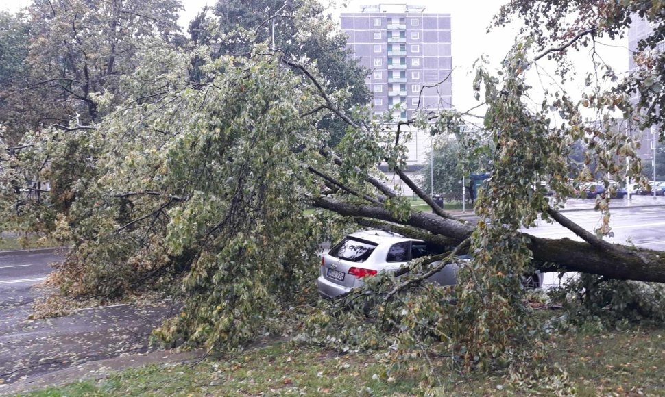 Lazdynuose medis užvirto ant automobilio