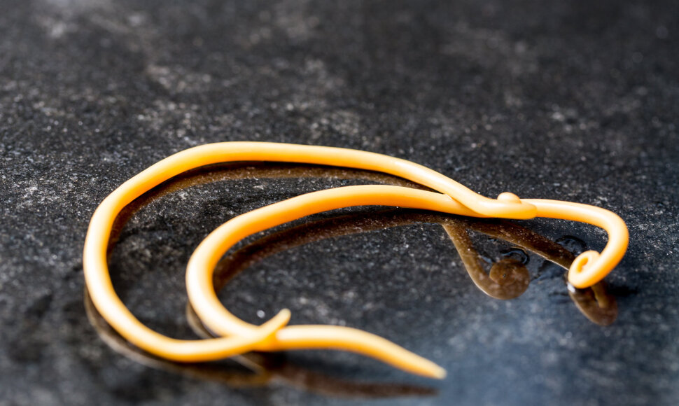 Ascaris lumbricoides