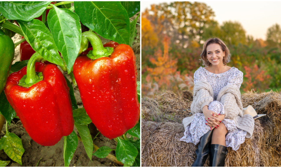 Kristina Cvilikienė papasakojo, kaip auginti paprikas 