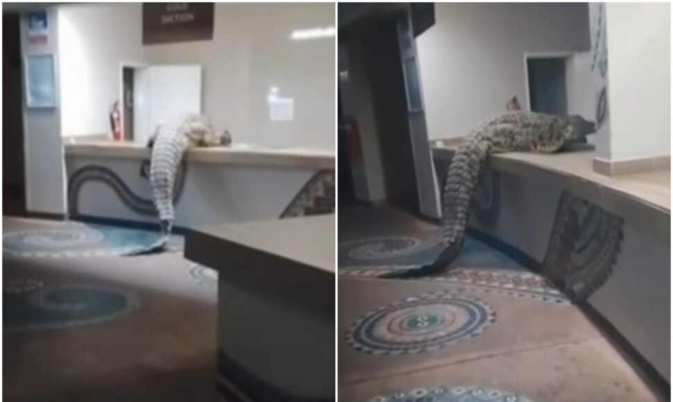 Į vie&scaron;butį įsiveržė milžini&scaron;kas krokodilas